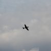 Airpower 2013 in Zeltweg